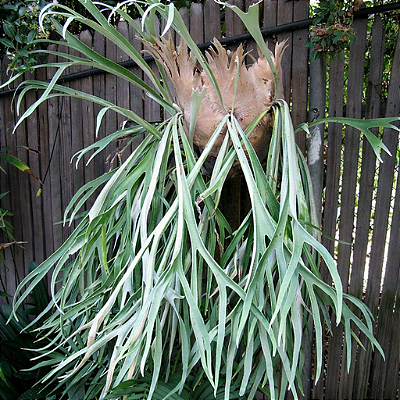 CHIFRE LEMOINEI (Platycerium veitchii Lemoinei) - Pote 11