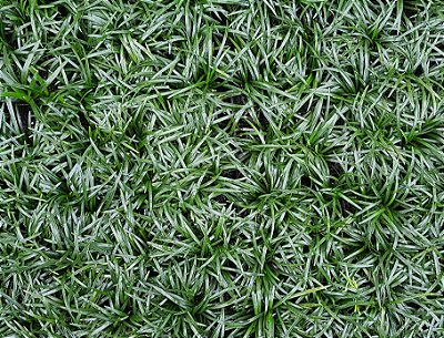 GRAMA PRETA - BANDEJA COM 64 MUDAS (Ophiopogon japonicus)