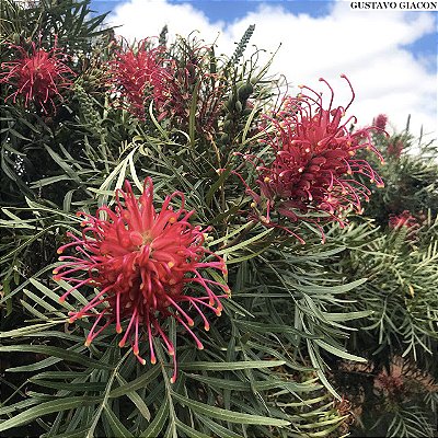GREVÍLIA ANÃ VERMELHA (Grevillea banksii) - Muda com até 1 metro