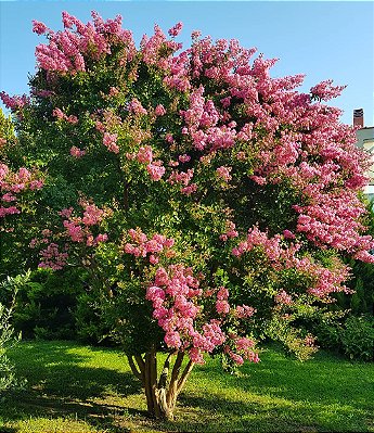 RESEDÁ GIGANTE (Lagerstroemia speciosa) - Muda com 1,20 a 1,50m