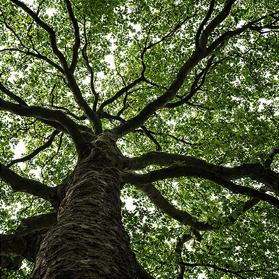 PAU D'ÁLHO (Gallesia integrifolia) - Muda com 50 a 70 cm