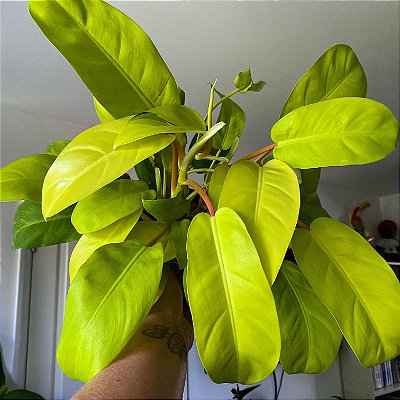 FILODENDRO LIMÃO (Philodendron ‘Lemon Lime’) - Pote 11