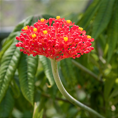 MERTHIOLATE ou CORAL (Jatropha multifida) - Muda com 80 cm a 1 metro