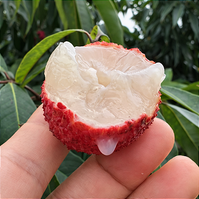 LICHIA SALATIEL SEM SEMENTE (Litchi chinensis) - Muda Enxertada com 1m a 1,20m