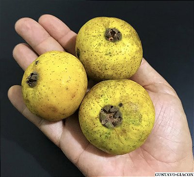 GUABIROBA GIGANTE ou GUABIRABA (Campomanesia lineatifolia) - Muda com 60 a 80 cm