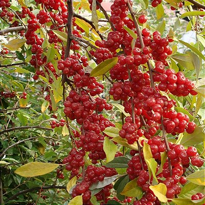 ALEGRIA DOS PÁSSAROS (Elaeagnus umbellata) - Muda Clonada com até 1 metro
