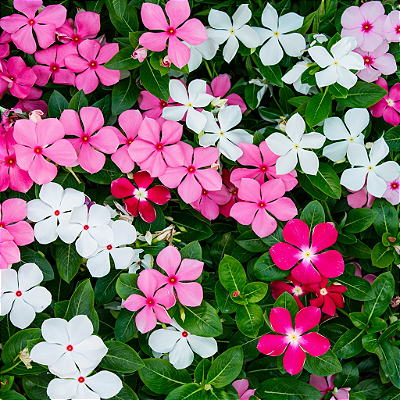 VINCA (Catharanthus roseus)
