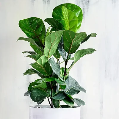 Ficus Lyrata - Pote 17