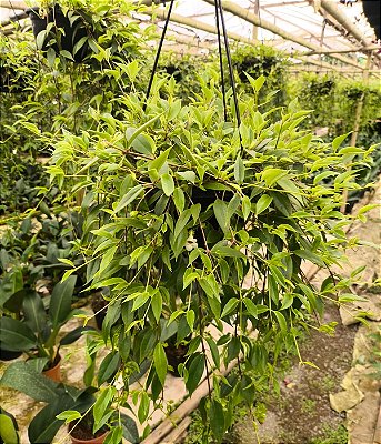 COLUMÉIA BAMBU - Cuia 21