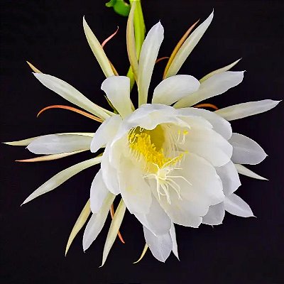 RAINHA DA NOITE (Epiphyllum oxypetalum) - Cuia 21