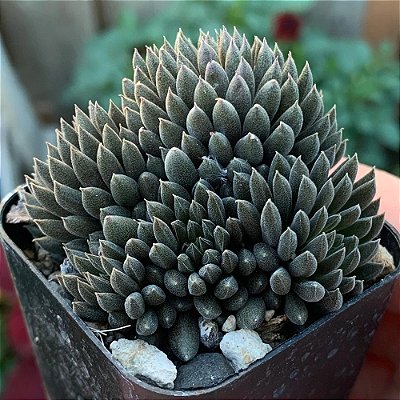 OURIÇO (Sinocrassula yunnanensis) - Pote 9