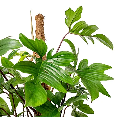 Philodendron pedatum - Pote 15