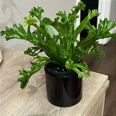ASPLÊNIO LESLIE (Asplenium antiquum 'Leslie') - Pote 15