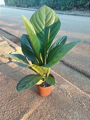 Anthurium jenmanii - Pote 19