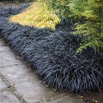 GRAMA BLACK (Ophiopogon planiscapus) - Pote 15