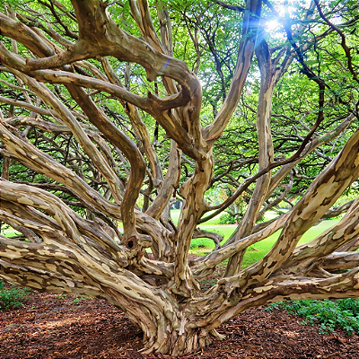 TATARÉ (Chloroleucon tortum) - Muda de Tubete com até 40 cm