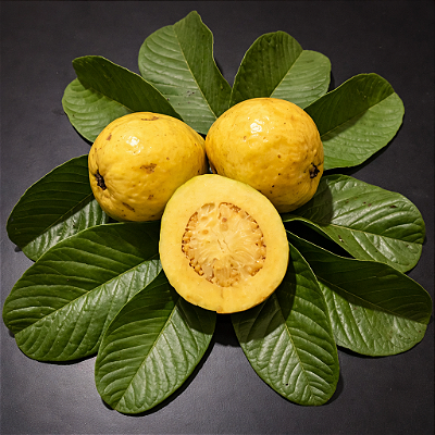 GOIABA AMARELA (Psidium guajava) - Muda com até 1,20m