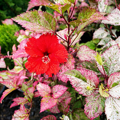 HIBISCO TRICOLOR (Hibiscus rosa-sinensis ‘Cooperi’) - Pote 15