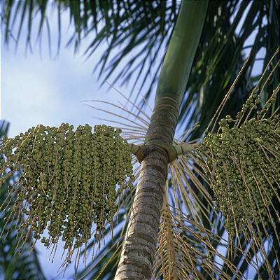 AÇAÍ BRANCO ou AÇAÍ TINGA (Euterpe oleracea) Muda com até 60 cm