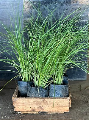 CAPIM DO TEXAS VERDE - CAIXA COM 10 MUDAS (Pennisetum setaceum)