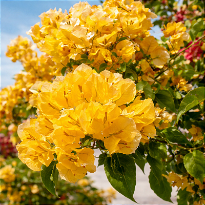 PRIMAVERA AMARELA (Bougainvillea spectabilis) - Muda com até 1 metro