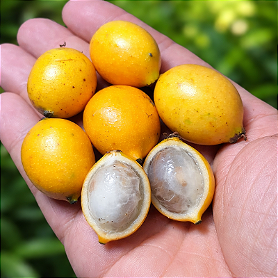 BACUPARI MIRIM (Garcinia edulis) - Muda com até 60 cm