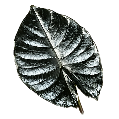 Alocasia infernalis - Pote 12