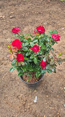 ROSA PRÍNCIPE ALEXANDRE - Pote 15