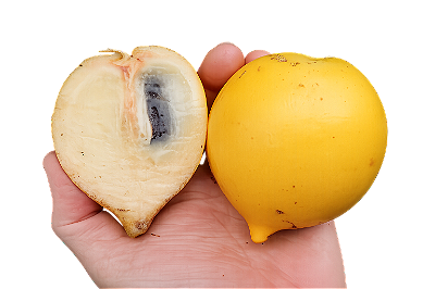 ABIU GIGANTE TICUNA (Pouteria caimito) - Muda com até 60 cm