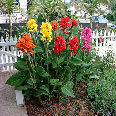 CANA ÍNDICA CORES (Canna x generalis)