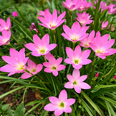 LÍRIO DO VENTO ROSA (Zephyranthus robustus)