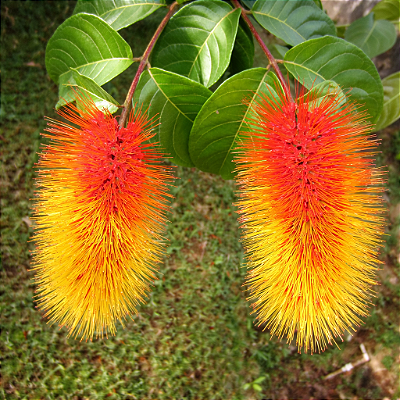 ESCOVA DE MACACO (Combretum fruticosum) - Muda com até 80 cm