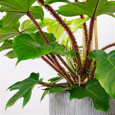 FILODENDRO PELUDO (Philodendron squamiferum) - Pote 15