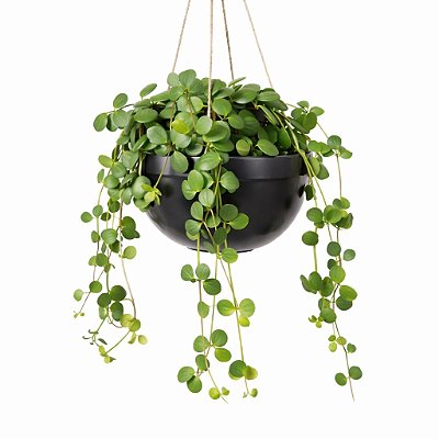 PEPERÔMIA COLAR (Peperomia tetraphylla ‘Hope’) - Cuia 21