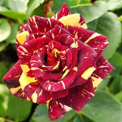 ROSA ABRACADABRA (Rosa hocus pocus)