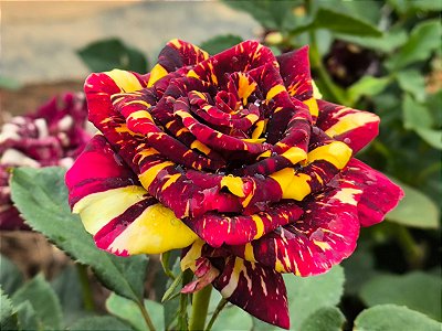 ROSA ABRACADABRA (Rosa hocus pocus)