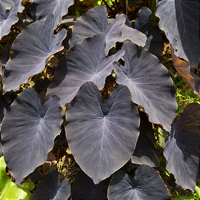 INHAME ROXO (Colocasia esculenta var. aquatilis) - Muda com até 60 cm