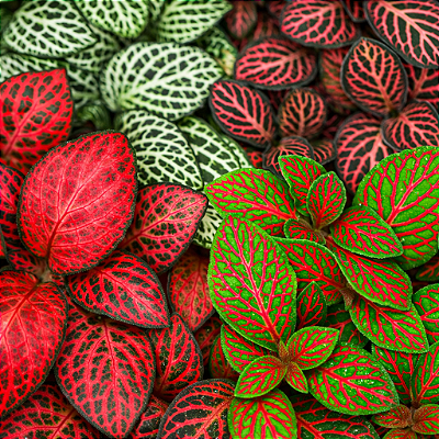 FITONIA (Fittonia albivenis) - Cuia 13