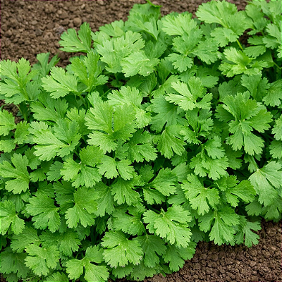 COENTRO (Coriandrum sativum) - Pote 11