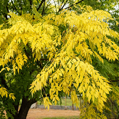 ÁRVORE DE SANTA BÁRBARA ou CINAMOMO DOURADO (Melia azedarach "aurea") - Muda com até 60 cm