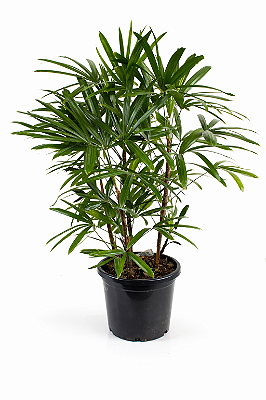 PALMEIRA RÁFIS (Rhapis excelsa) - Pote 17 - Muda com até 70 cm
