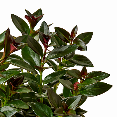 PEIXINHO RUBRO (Nematanthus wettsteinii) - Cuia 21