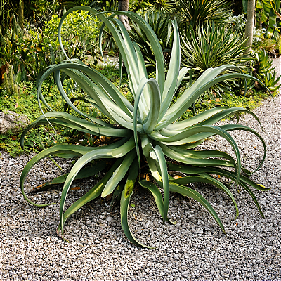 AGAVE POLVO (Agave vilmoriniana) - Muda com até 70 cm