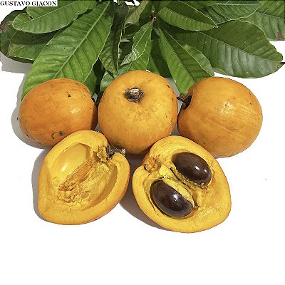 CUTITE CUTITIRIBÁ (Pouteria macrophylla) - Muda com até 60 cm