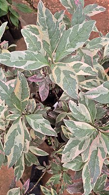 ARBUSTO VARIEGATA (Pseuderanthemum carruthersii 'Variegatum') - Muda com até 80 cm