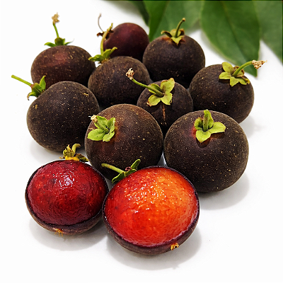 GROSELHA DO CEILÃO ou CAMPARI (Dovyalis hebecarpa) - Muda com até 1 metro