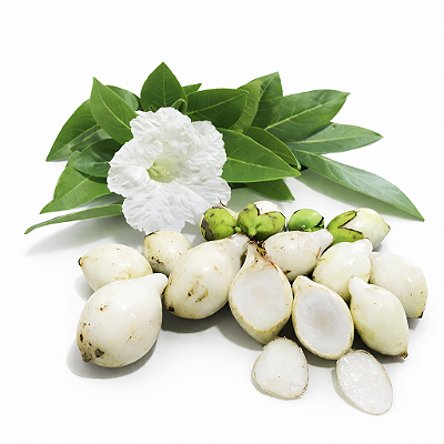 FRUTINHA DE LEITE (Cordia taguahyensis) - Muda com até 1 metro