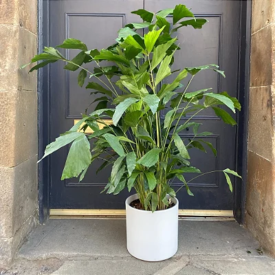 PALMEIRA RABO DE PEIXE (Caryota mitis) - Muda com até 1 metro