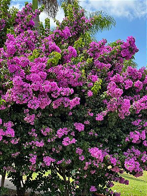 PRIMAVERA LILÁS (Bougainvillea glabra) - Muda com até 80 cm