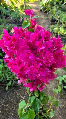 PRIMAVERA DOBRADA PINK (Bougainvillea spectabilis) - Muda com até 1,20m